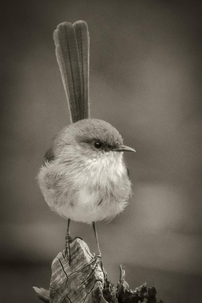 Little Wren by Margaret Edwards