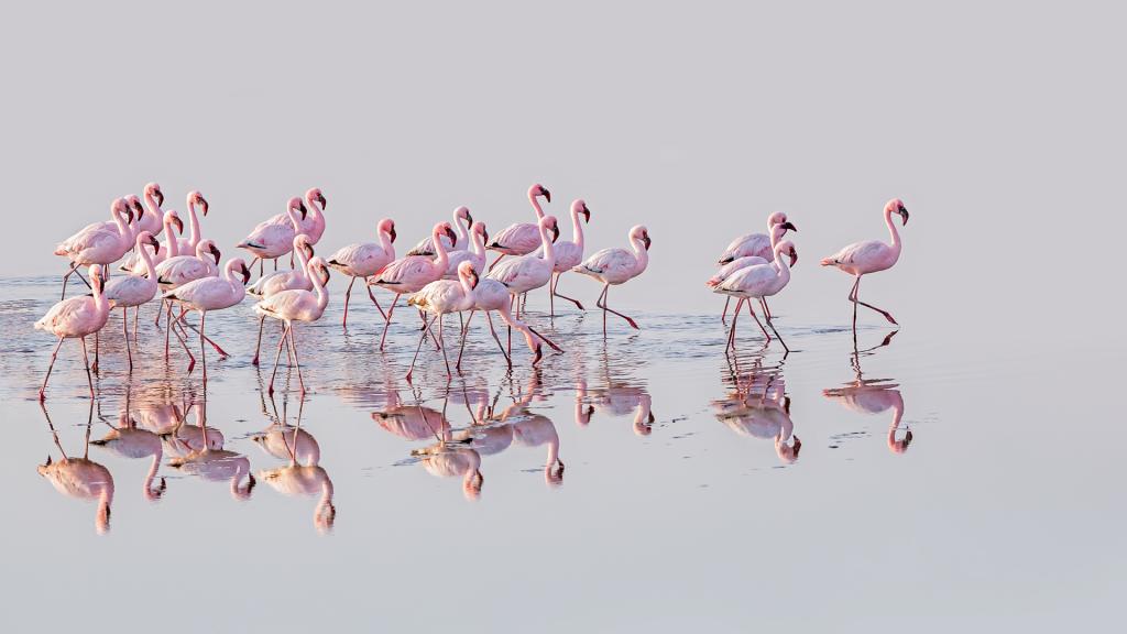 Walvis Bay Flamingos by Pamela Wheeler