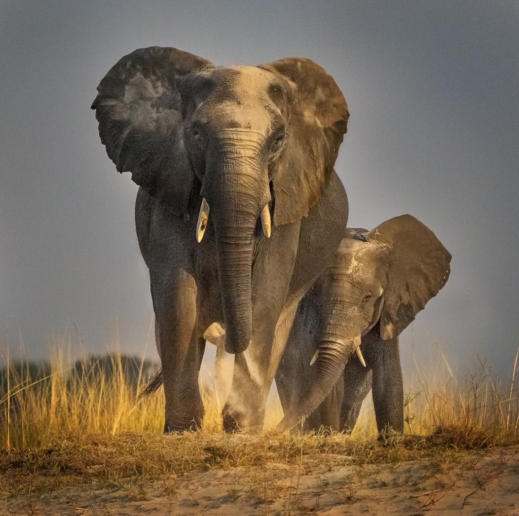 Dust Bath Ritual by Suzanne Calder