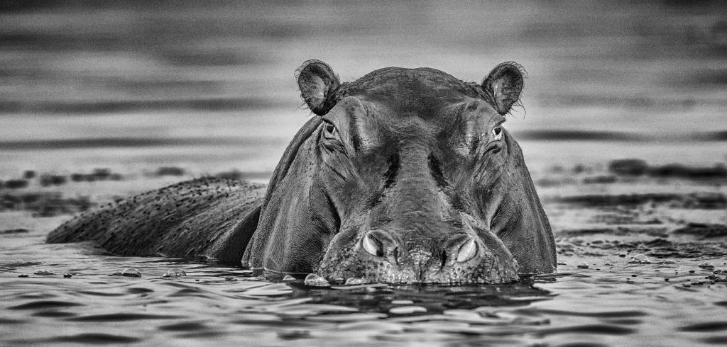 Hippo Standoff by Suzanne Calder