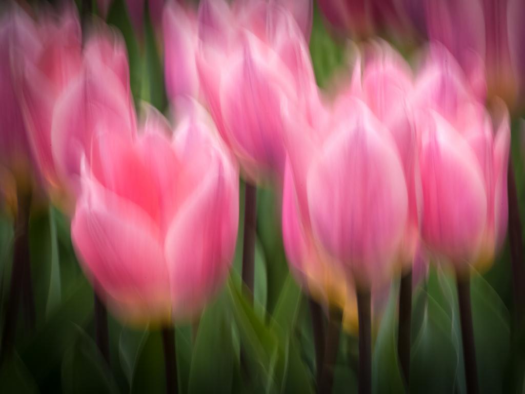 Impressions of Tulips by Penny Chadwick