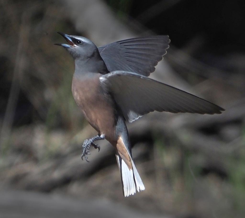 Lift Off by Diane Peters