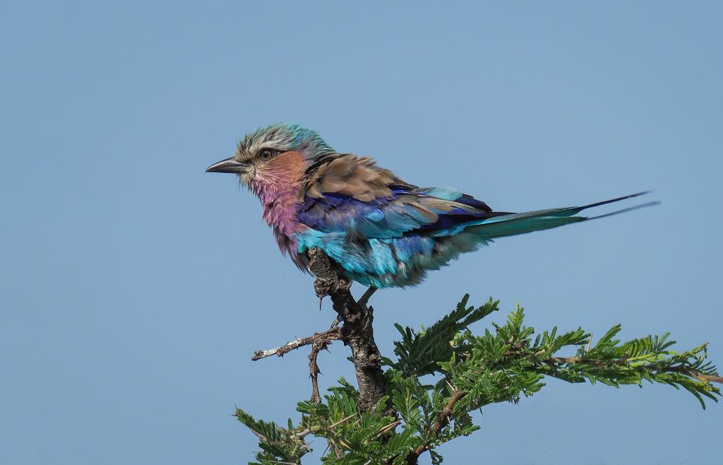 Lilac-breasted Roller by Michiko Iida