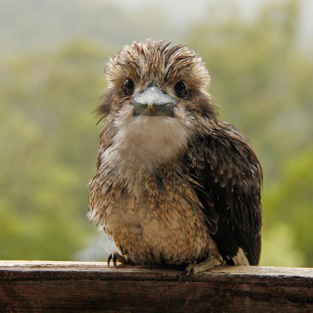 Kooka 1 by Caroline Mann