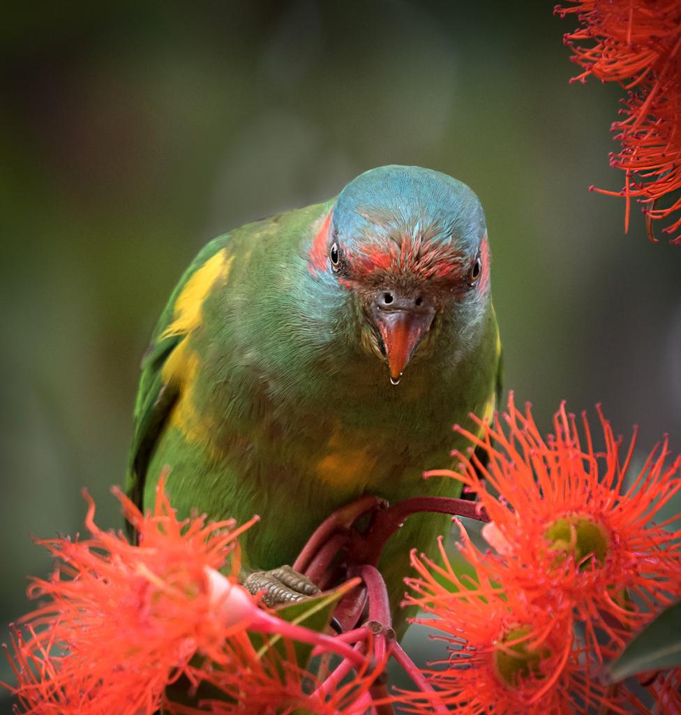 Musk Lorikeet by Margaret Edwards