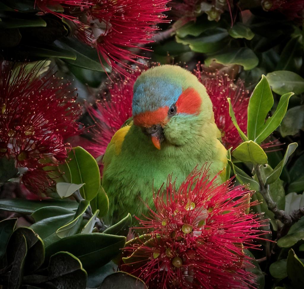 Coy Lorikeet by Margaret Edwards