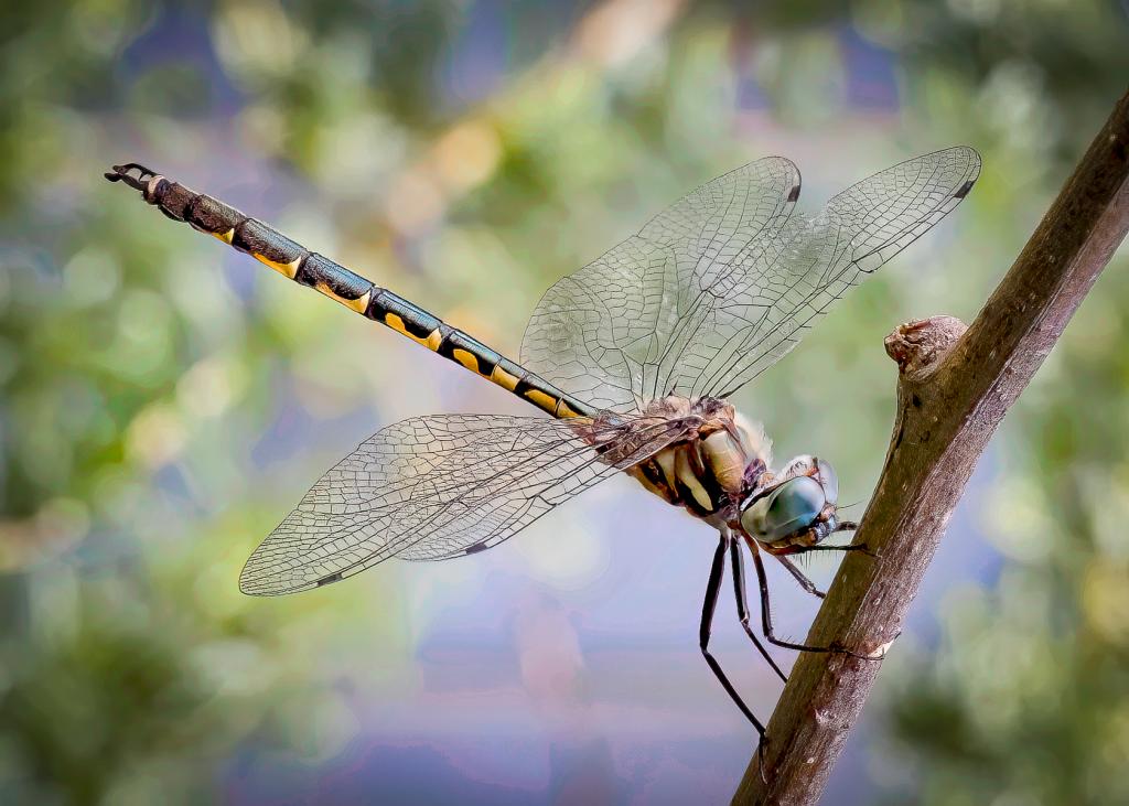 Dragonfly resting by Anne James