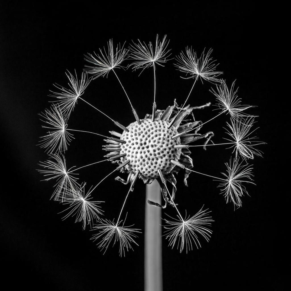 Dandelion clock by Jeffry Farman