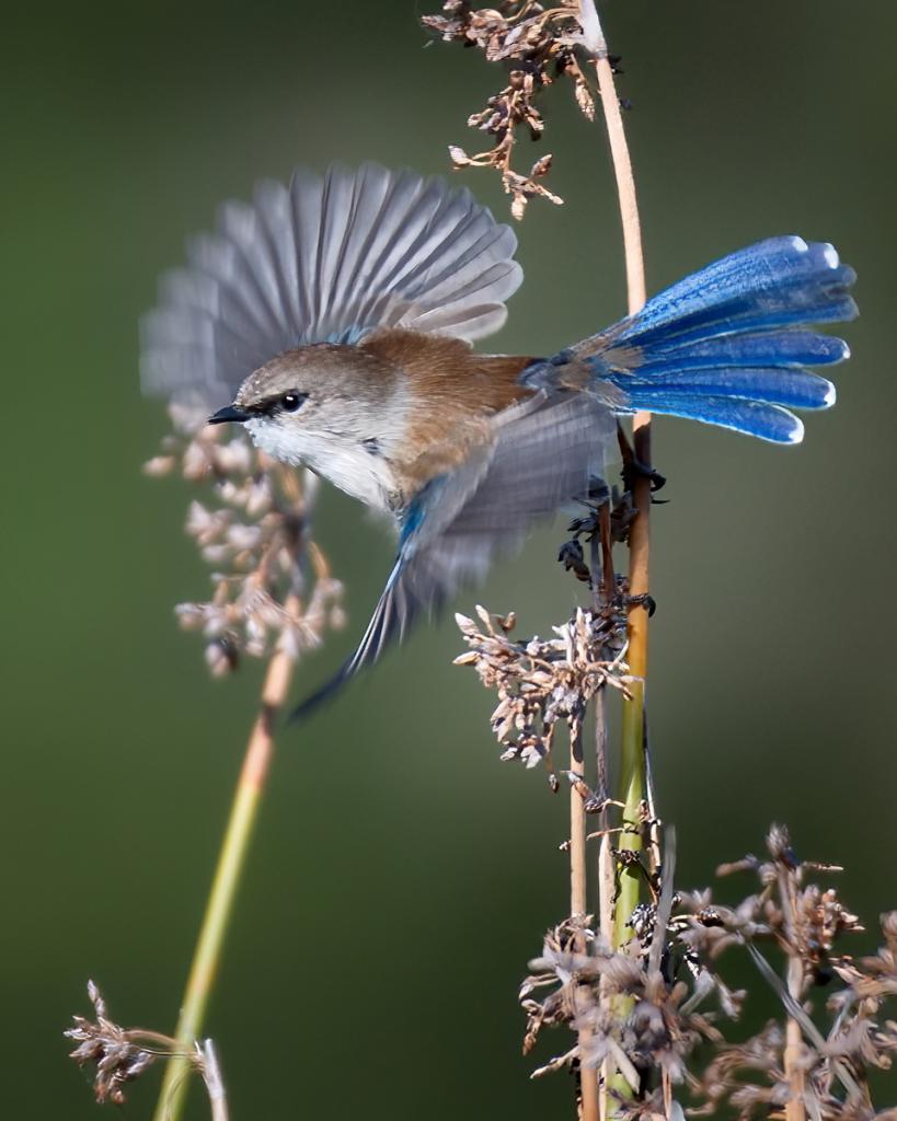 Male Super Fairy-wren by Peter Nyga