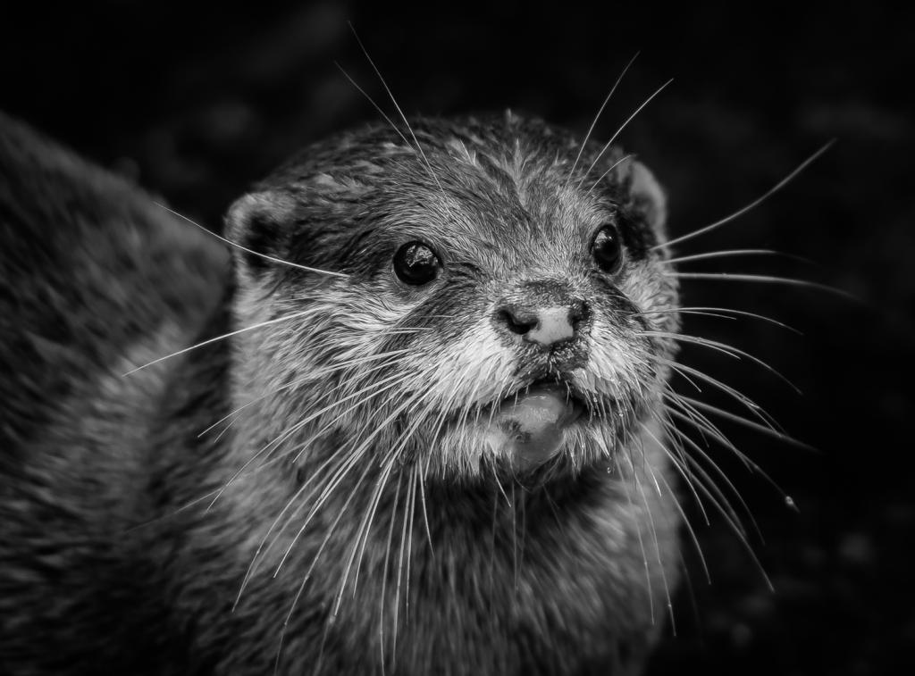 Mr Otter by Michael Eggleton