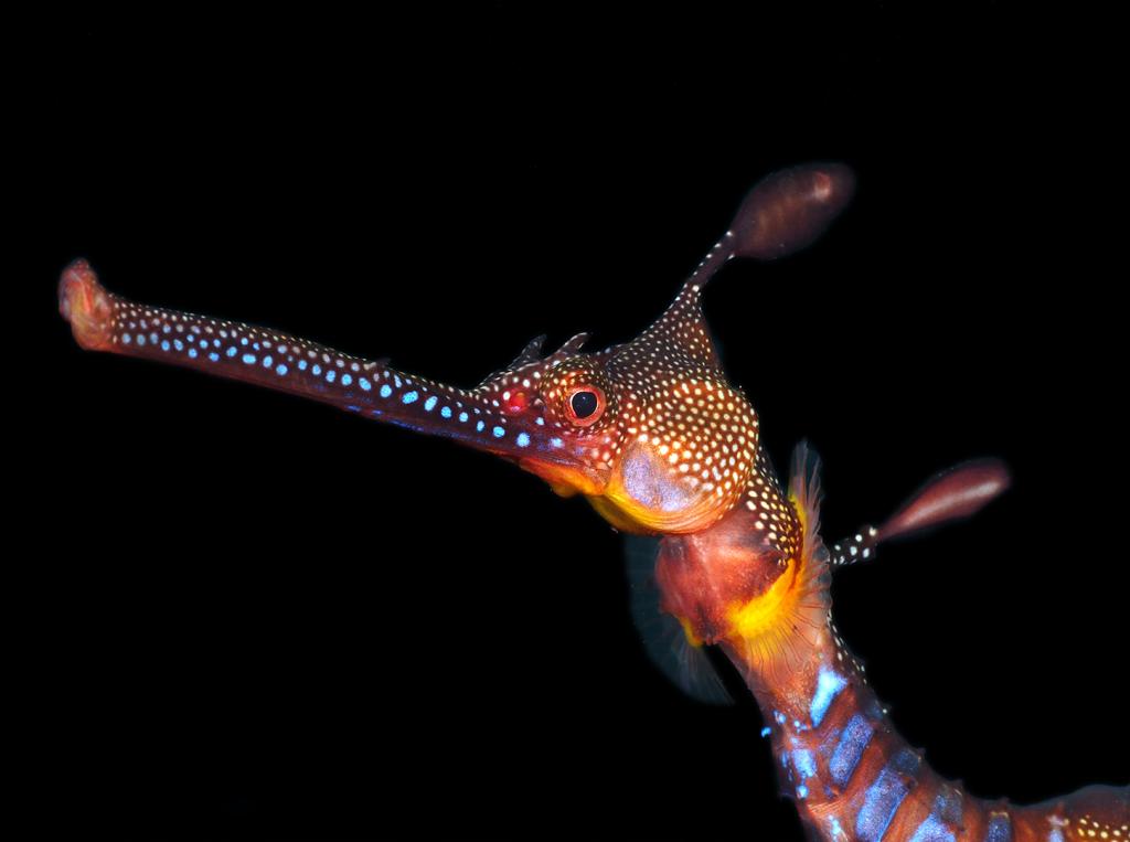 Sea Dragon at Flinders Pier by David Reinhard