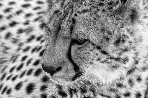 Cheetah One by Pamela Wheeler