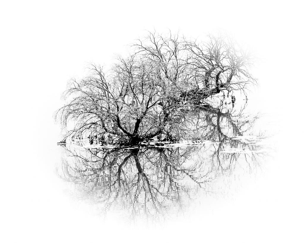 Tree Reflections by Cheryl Ribeiro