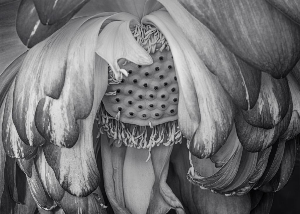 Lotus Droop by Anne James