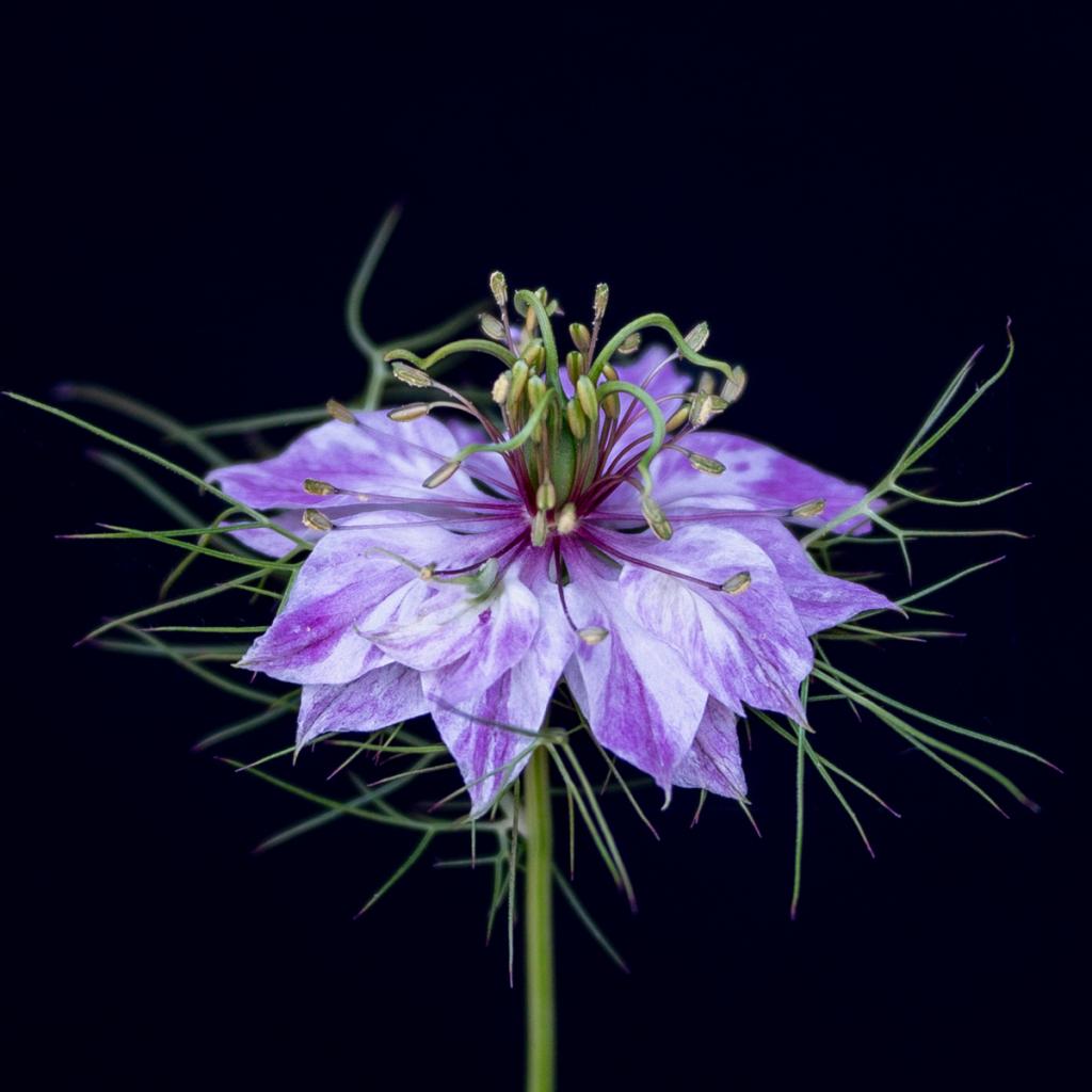 Tiny Dancer by Lee Stoter
