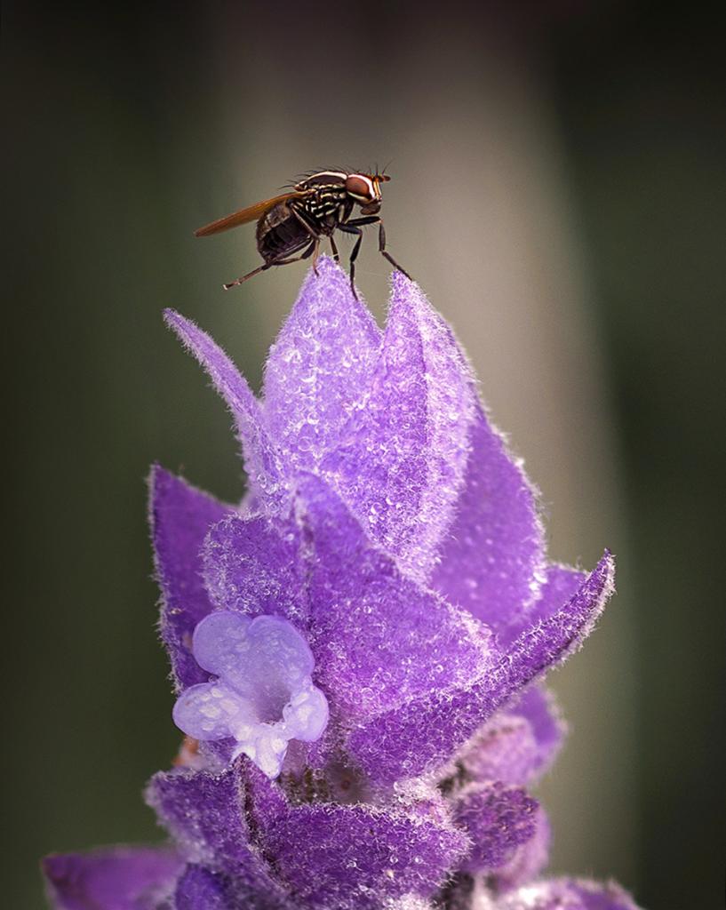 On Frozen Lavender by Margaret Edwards