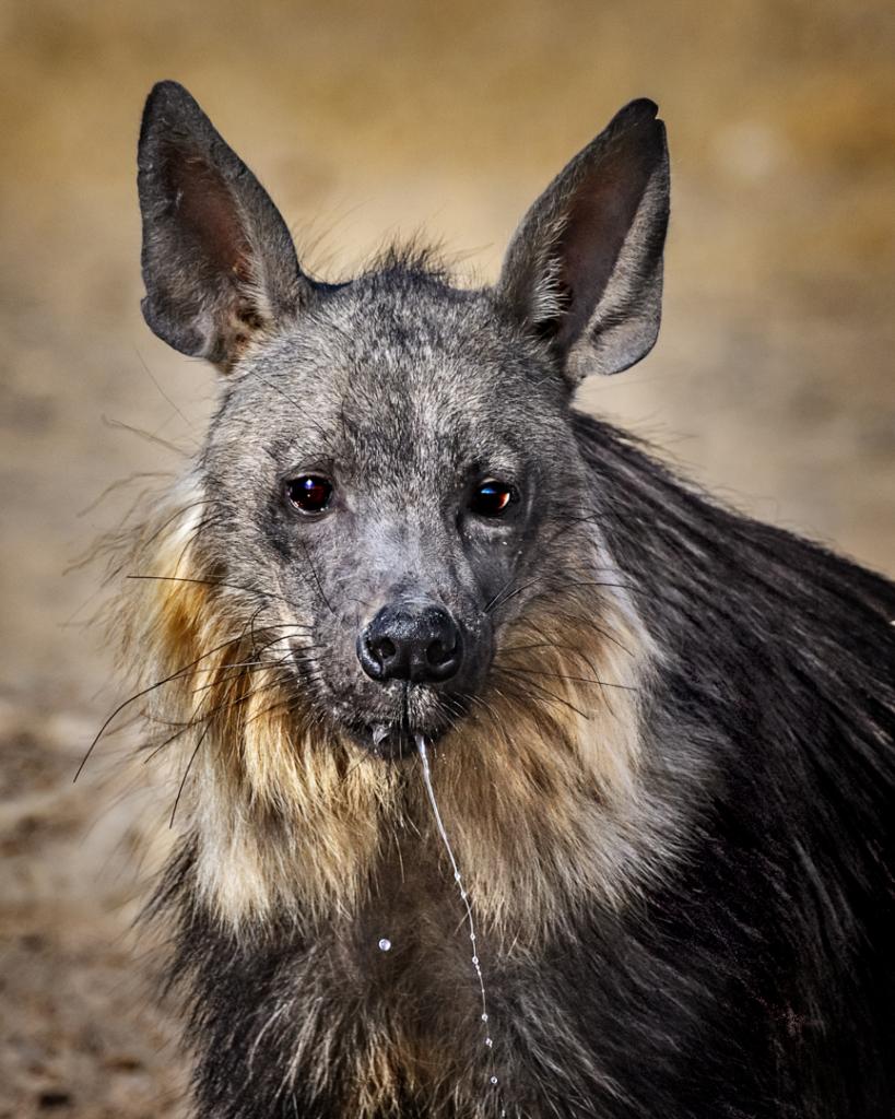 Brown Hyena by Suzanne Calder