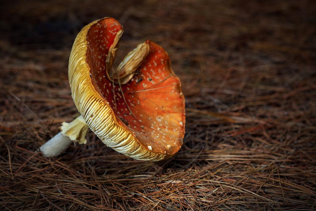 Fairytale Fungi by Christine Smith