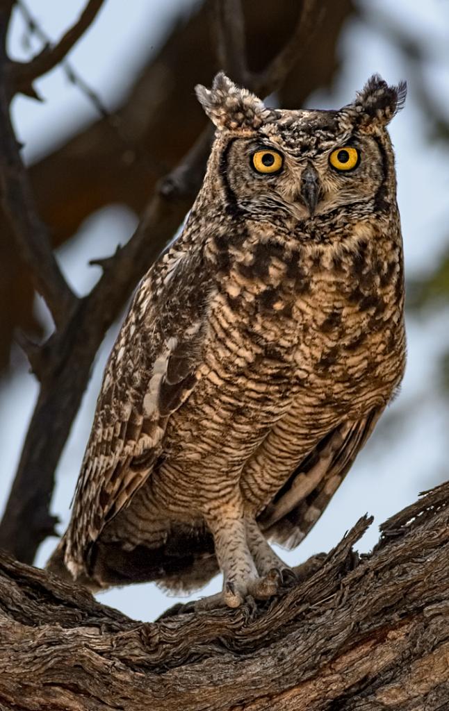 Spotted Eagle Owl No1 by Peter Calder