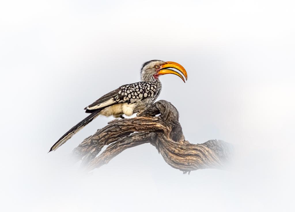 Yellow-billed Hornbill by Peter Calder
