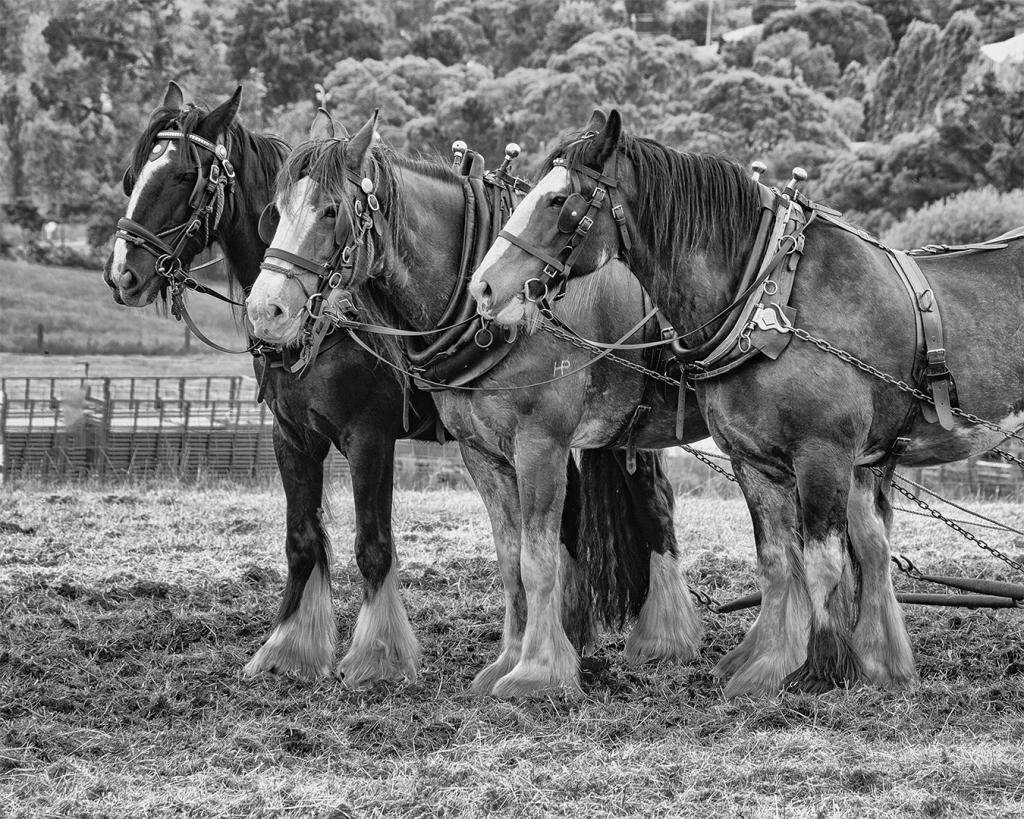 Three Horse Power by Jon Furey