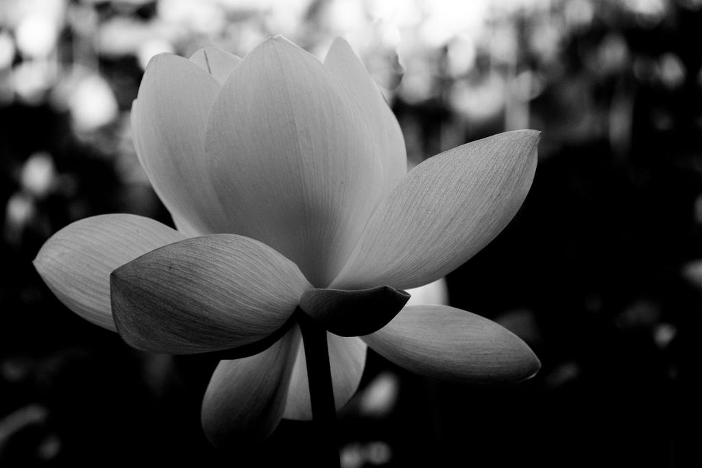 Transparent Lotus by Gabriela Perotti