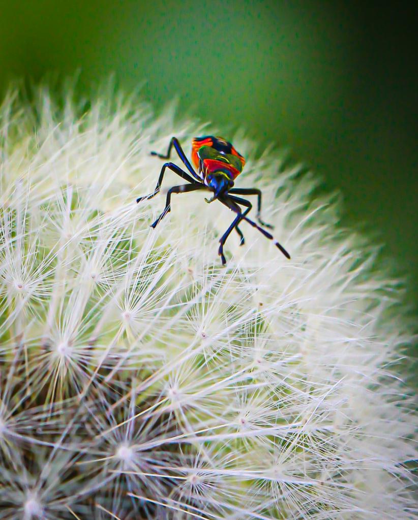 One bug on a puffball by Caroline Mann