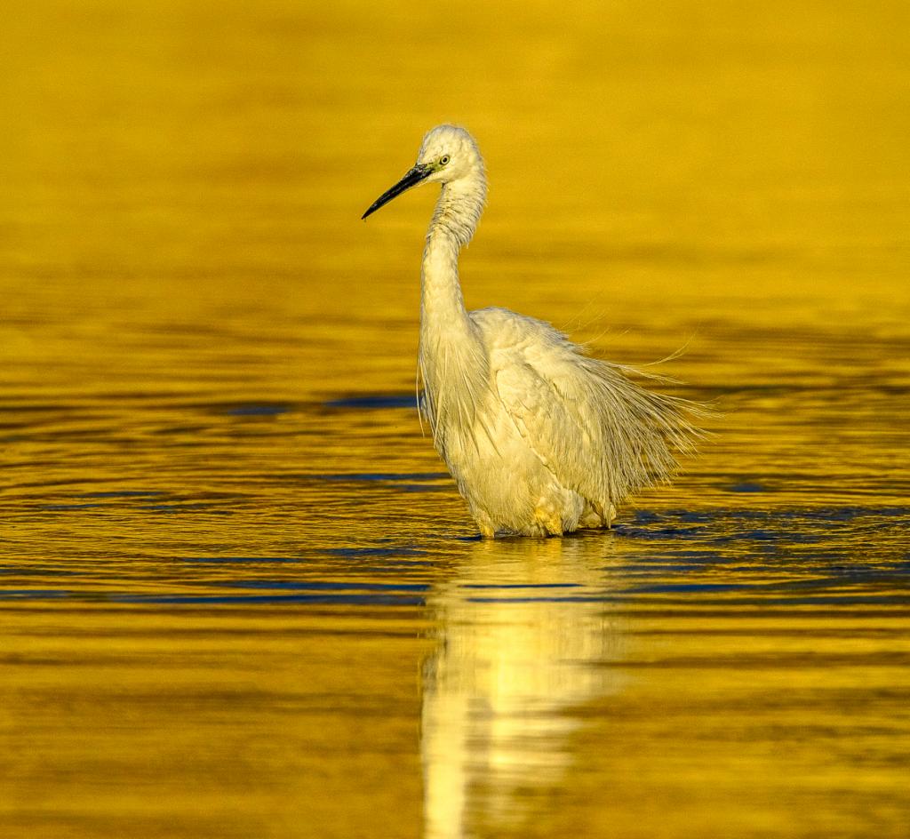 Egret in Golden Light by Suzanne Calder