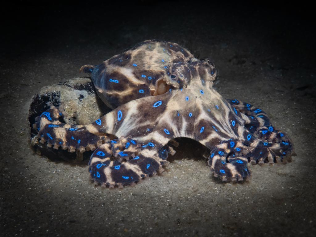 Snooted light on octopus by David Reinhard