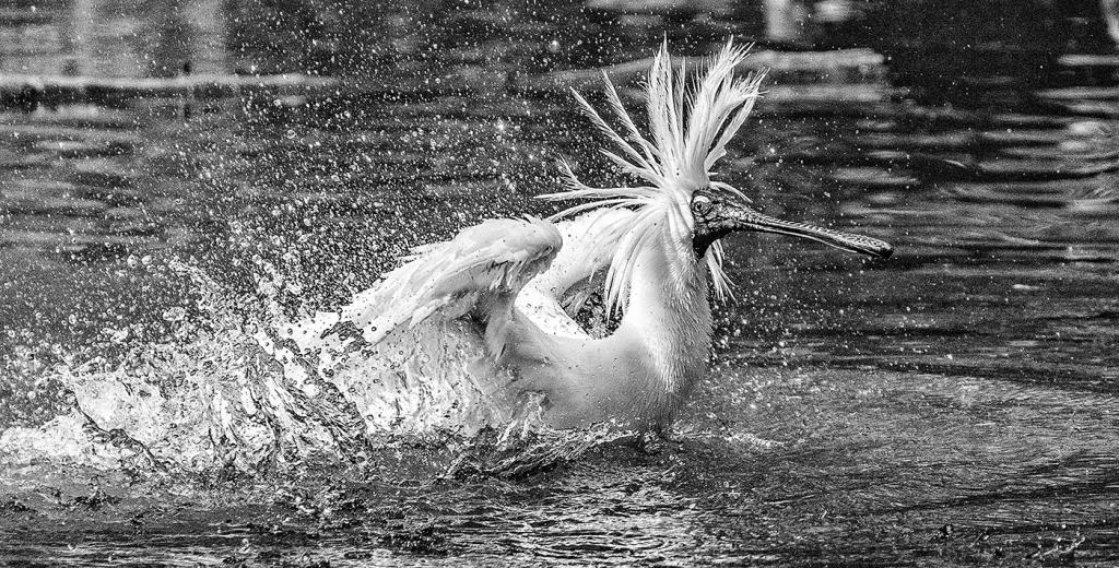 A Royal Splash by Suzanne Calder