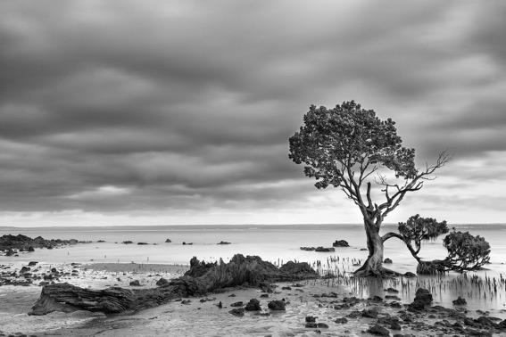 Tenby Mangrove Tide Out by Pamela Wheeler