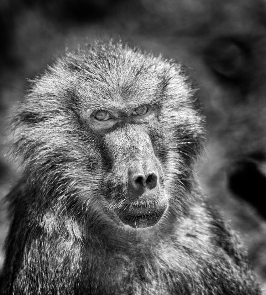 Baboon by Peter Calder