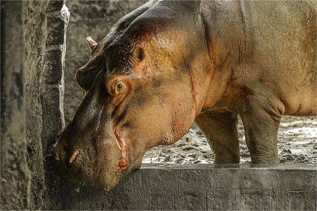 Baby Hippo by Elizabeth Collins