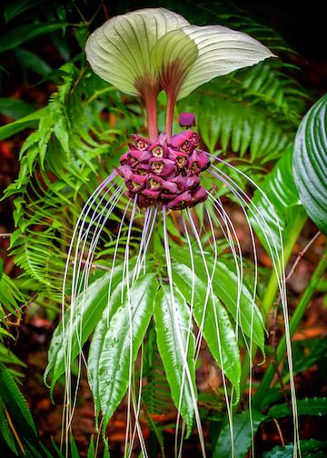 Bat Flower by Christine Smith