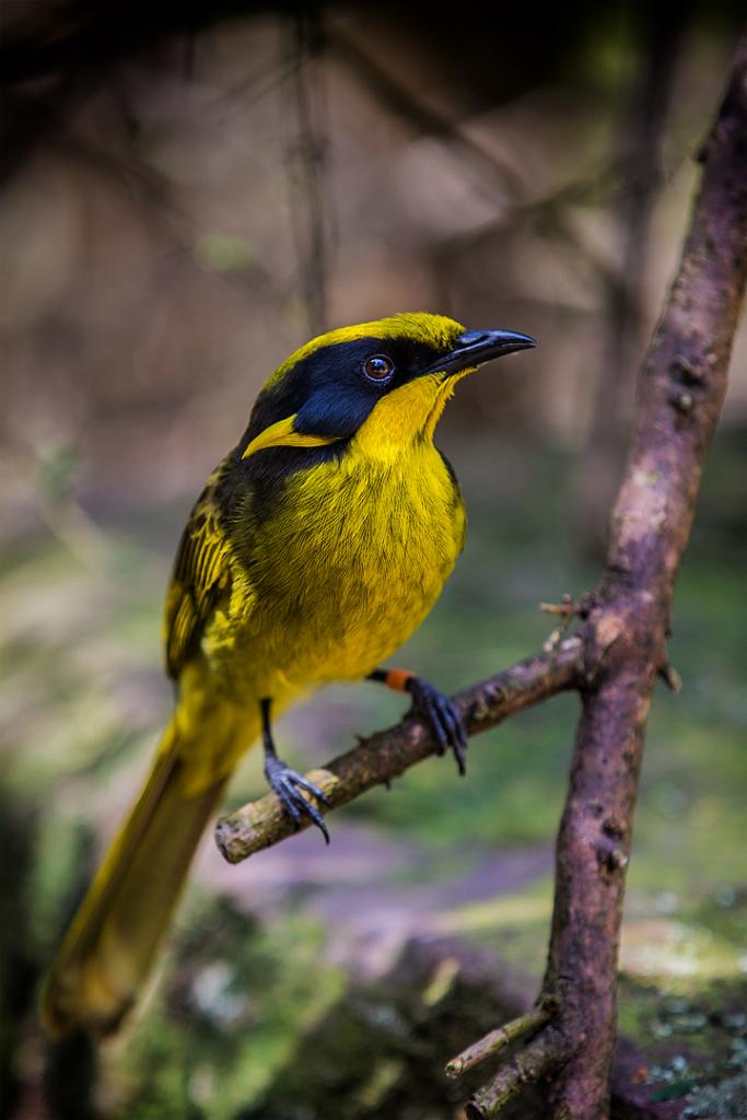 Helmeted Honey Eater by Mark Sutton