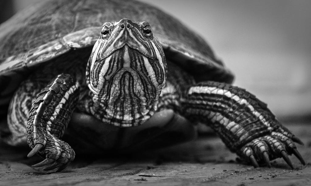 Inquisitive Turtle by Margaret Edwards