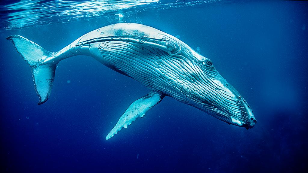 Playful Humpback Calf by Anna McDonald