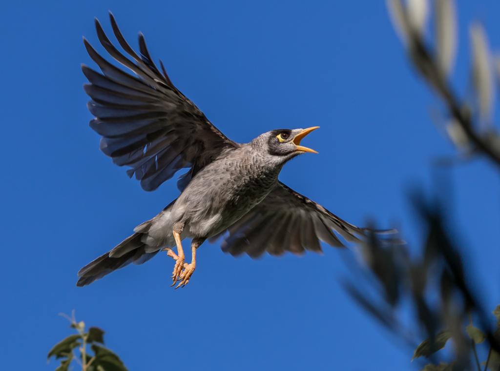 Seeing Off the Intruder by Alan Vincent