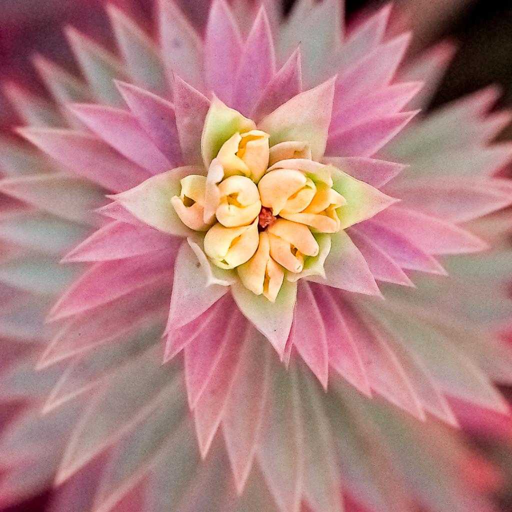 Succulent by Cheryl Ribeiro