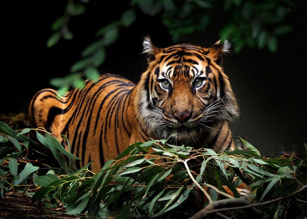 Bengal Beauty by Gil Urquhart