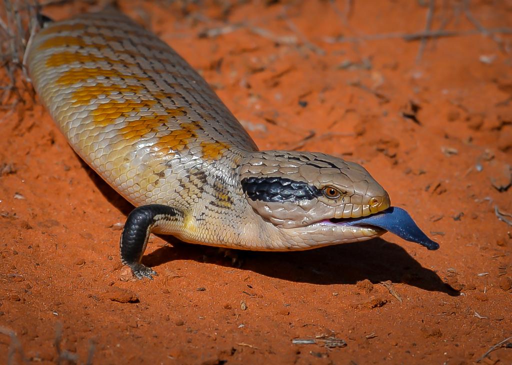 Centralian Blue Tongue by Michiko Iida