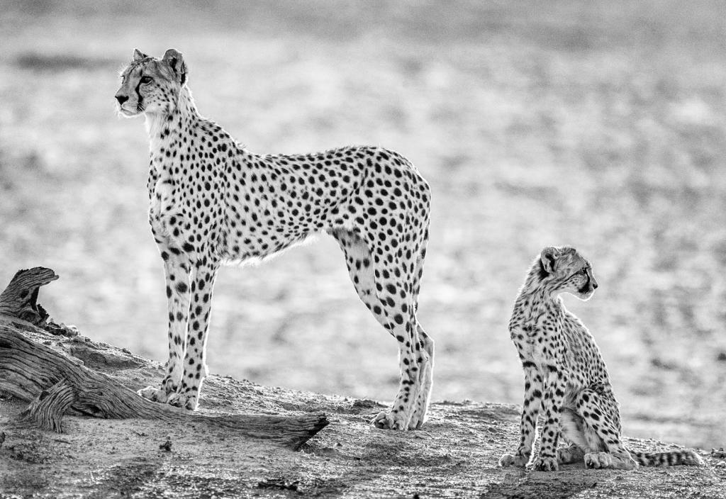 Cheetahs on Dawn Patrol by Peter Calder