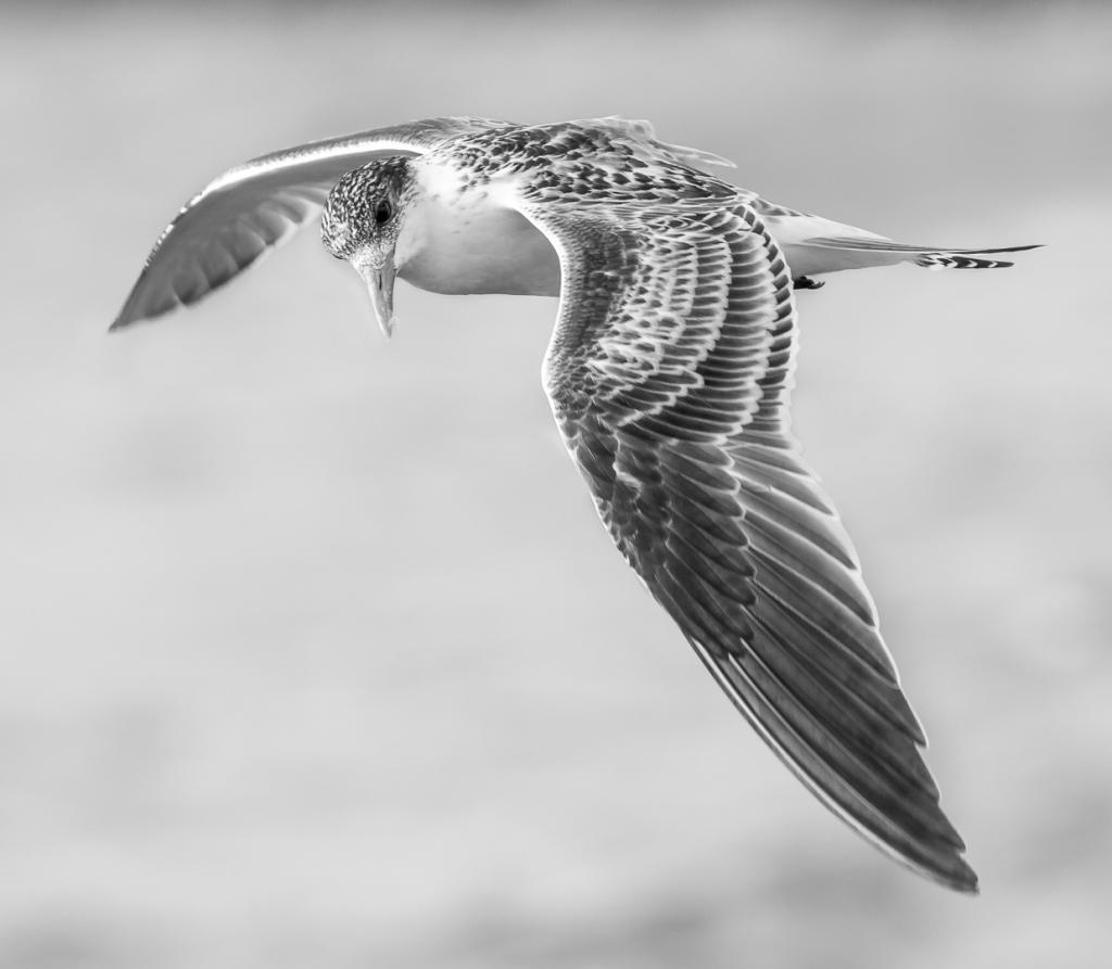 Crested Tern Juv by Alan Vincent