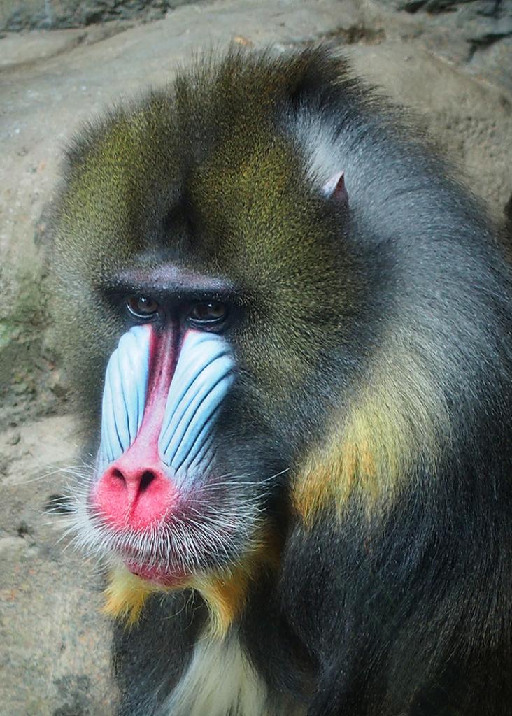 Handsome Mandrill by Glenda Urquhart