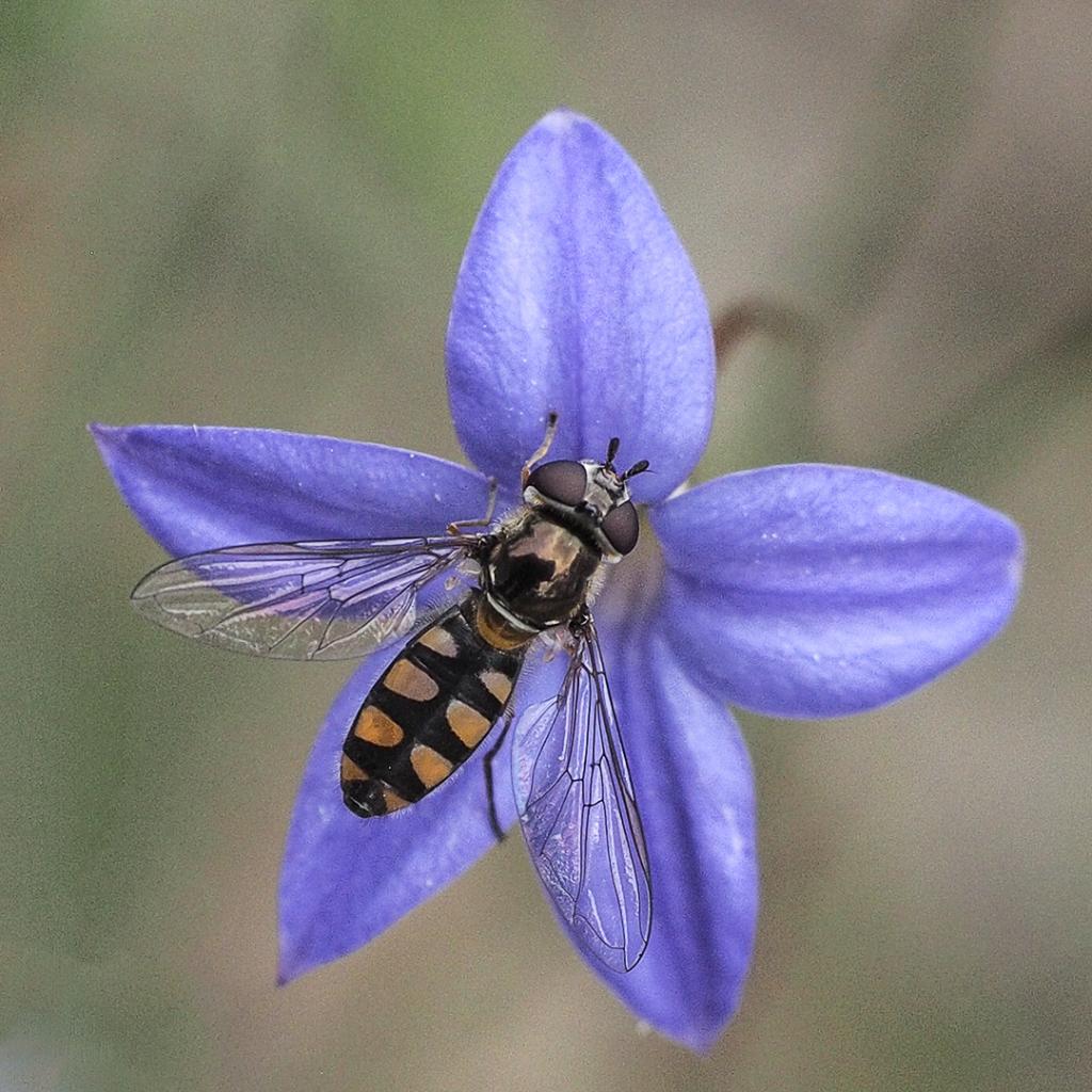 Hover Fly by Cheryl Ribeiro