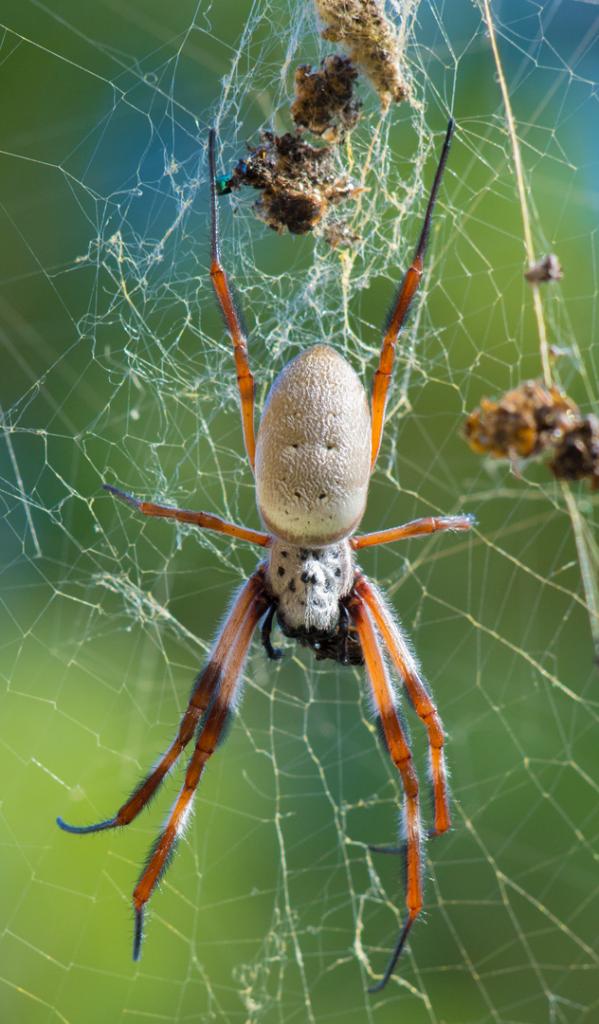 Nephila Plumipes 2017 by Jonathan Moffett