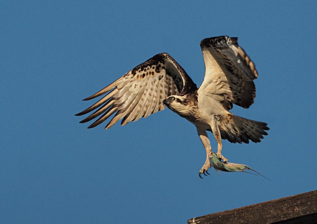 Osprey with Fish by Peter Hammer