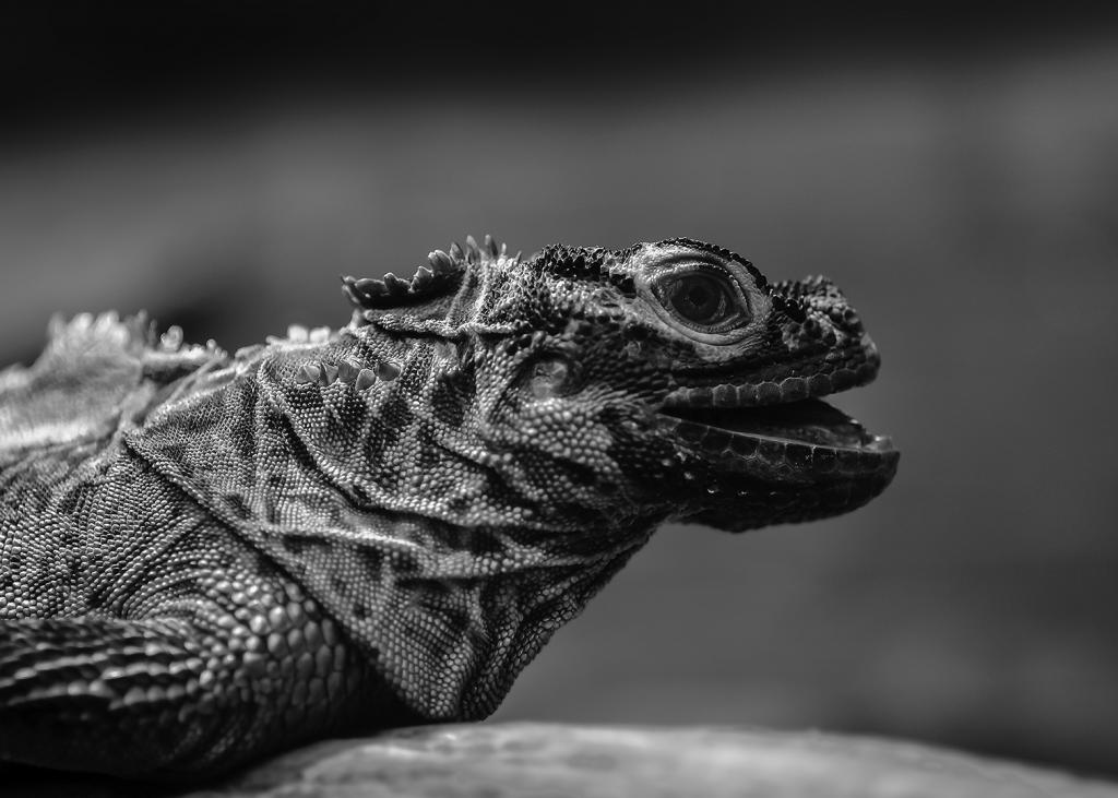 Prowling Iguana by Jay Kennison