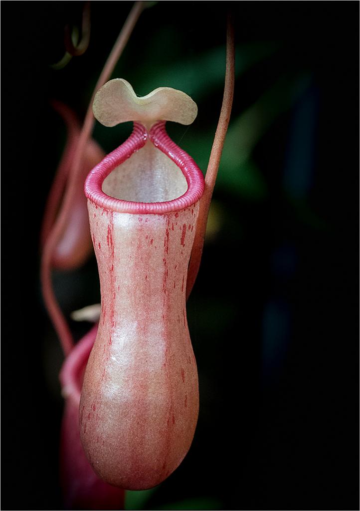 Tropical Pitcher Plant by Greg Earl