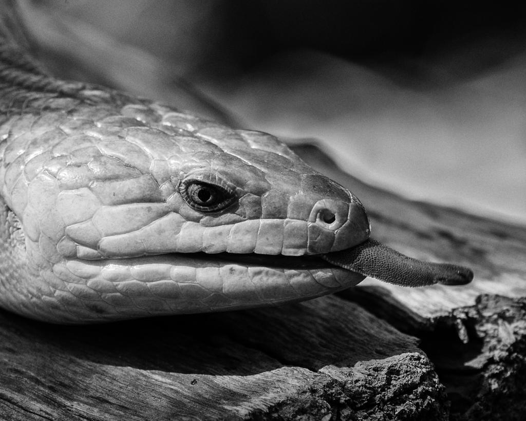 Blue Tongue on a Log by Mark Sutton